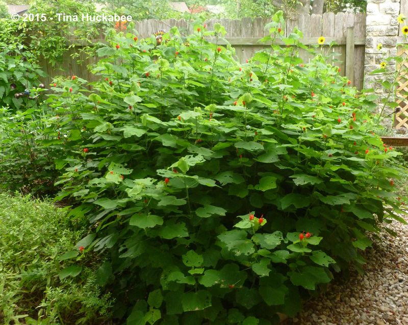Choose Partial Shade, Not A Lightless Corner