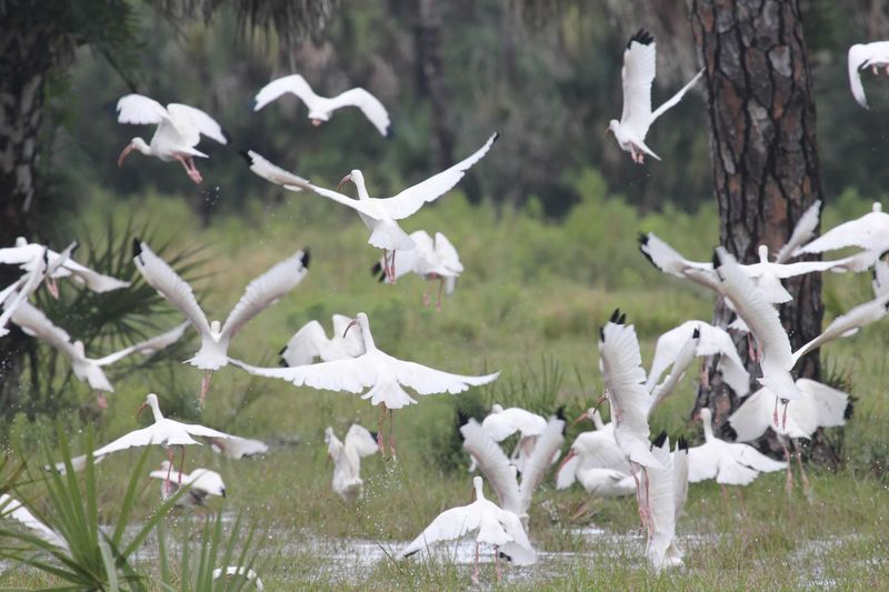 Is That White Flock Really White Ibis?
