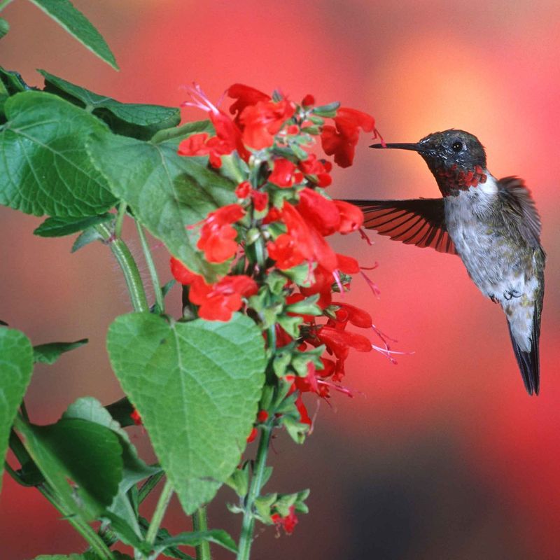 Pollinators Visit For Nectar, Not Caterpillar Food
