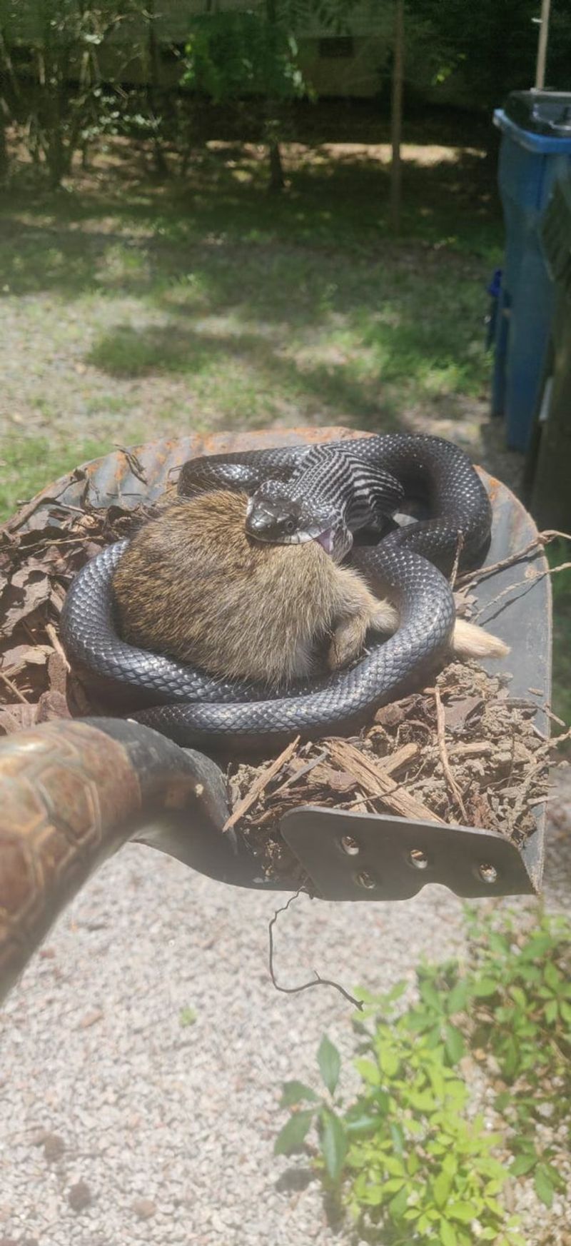 Rodents Are Only Part of Its Menu