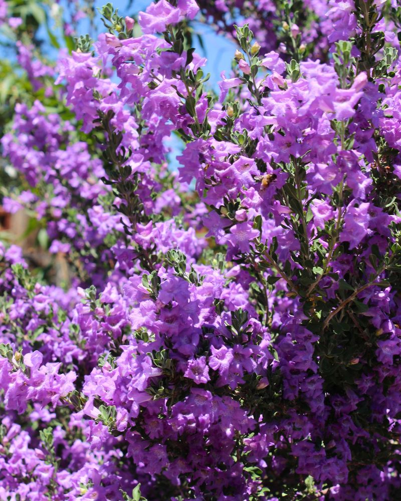 Rain Brings Flowers, Not a Forecast