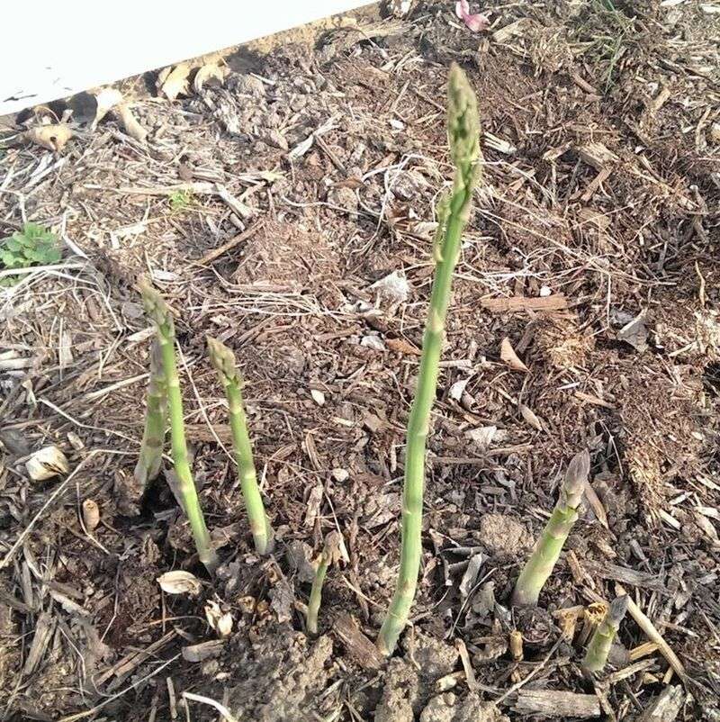 The Sparse Bed Is Building Its Future