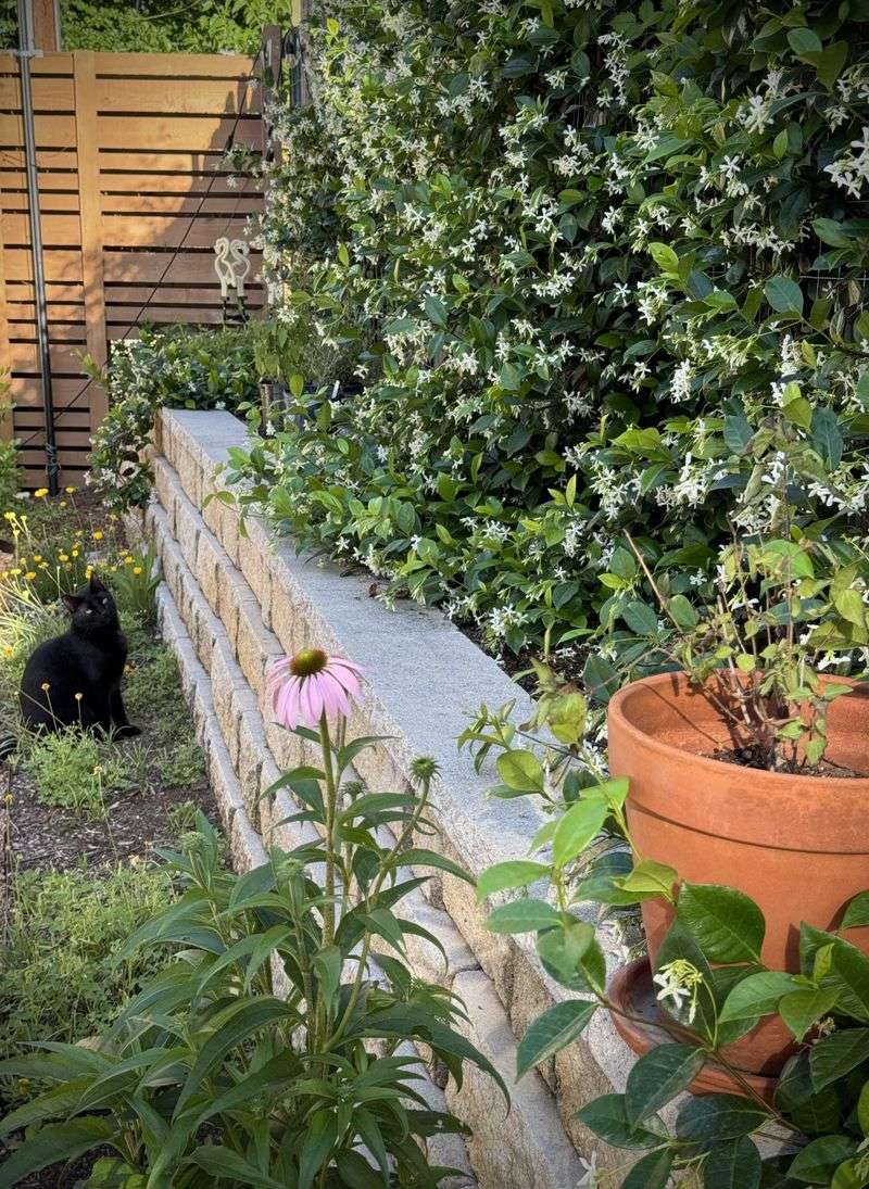 Why Star Jasmine Can Soften a Fence