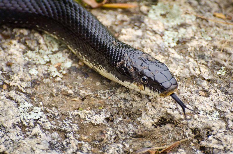 A Dark Snake Is Not Automatically A Rat Snake
