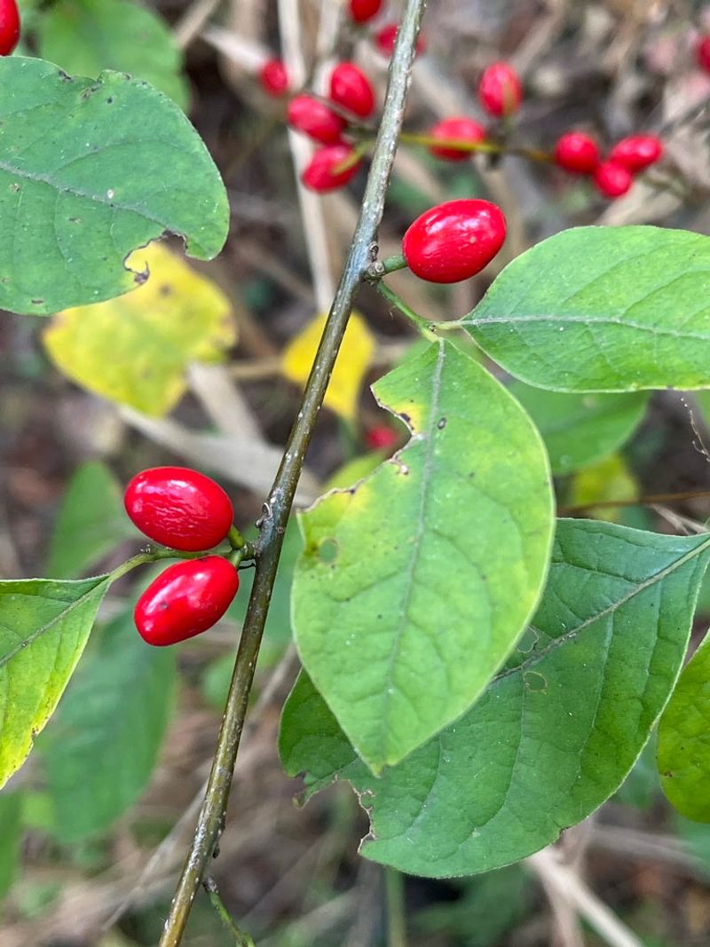 A Seasonal Display From Early Spring Through Fall
