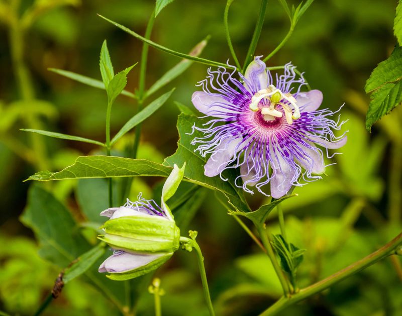 A Showy Vine, Not A Universal Winner