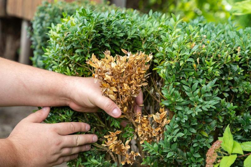 A Hidden Fungal Foe Is Spreading Through Boxwoods