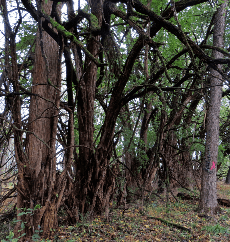 People Put Its Wood And Thorns To Work
