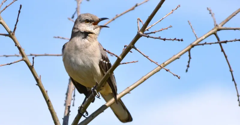 The Song Marks Territory And Courtship