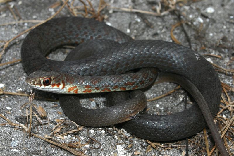 A Fast, Dark Snake May Be a Racer—but Confirm It Safely
