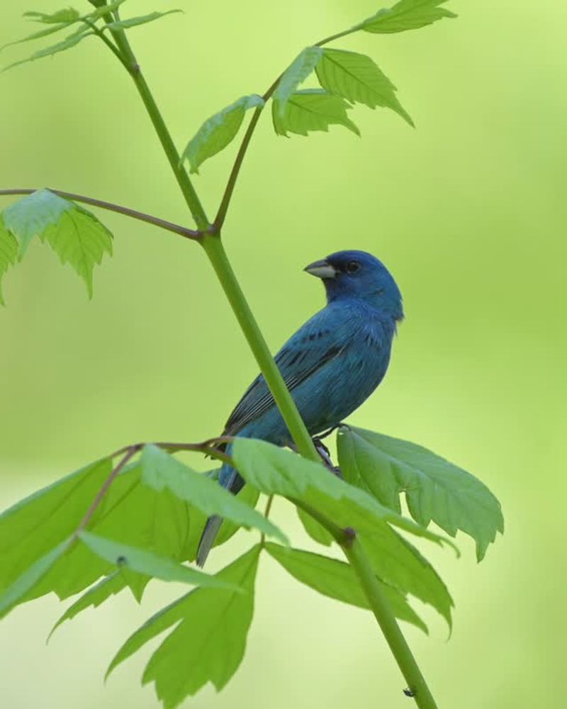 Pennsylvania Timing Reveals A Seasonal Visitor Or Neighbor