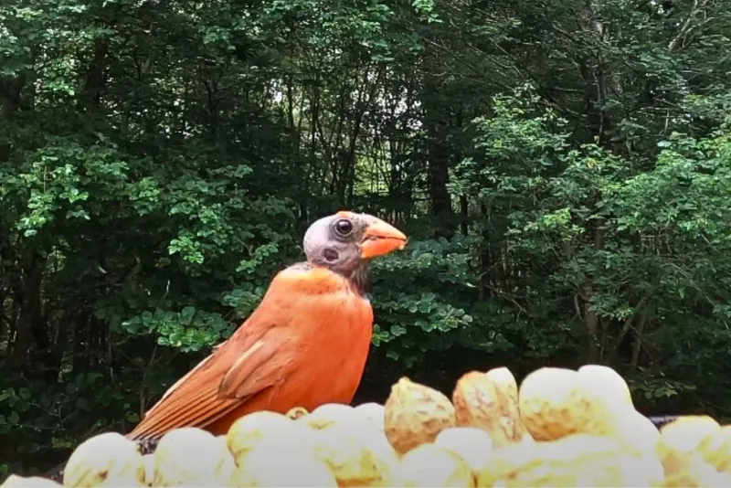 When Seasonal Timing Makes Molt More Likely