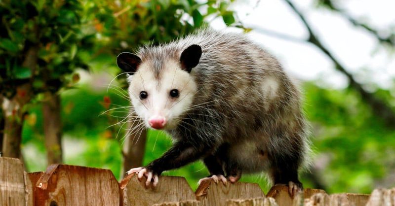 Opossums Are Not A Reliable Tick-Control Plan