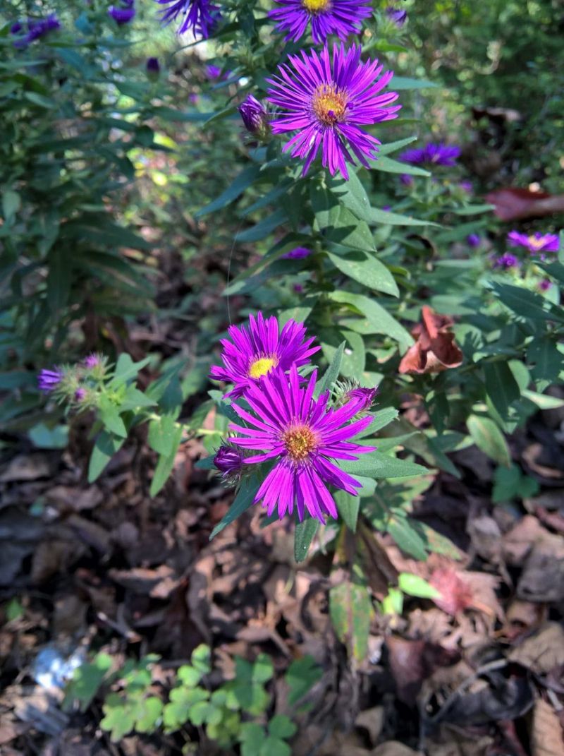 Planting Asters In Late Summer Is Actually Easy