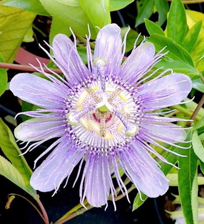 Meet Maypop, A Seasonal Fence-Line Showstopper
