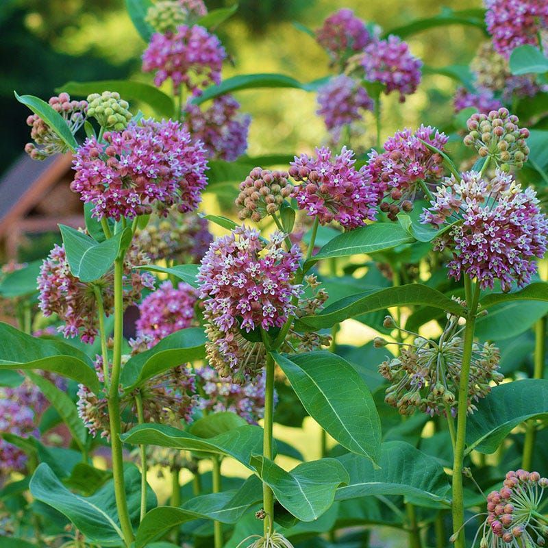 How To Welcome This Hero Plant Into Your Garden