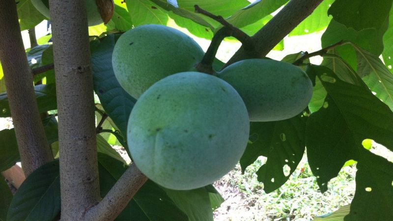 Pawpaws Are North Carolina's Tropical Secret