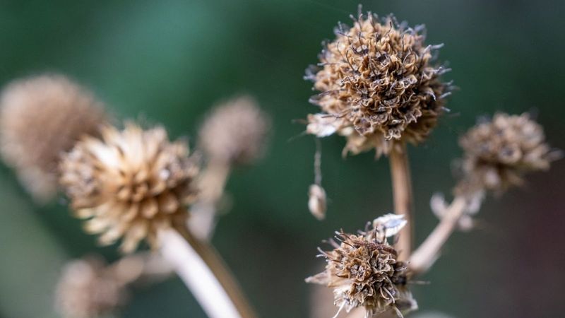 Let The Seed Heads Stand Through Winter