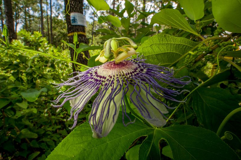 Passionflower May Be the Missing Breeding Plant