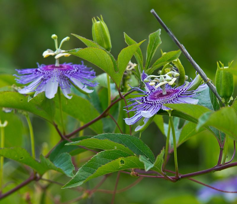 Passionflower Creates An Opportunity For A Rare Visitor