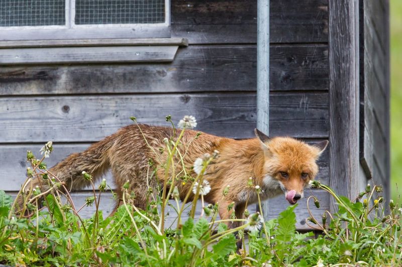 Protect Foxes Without Creating Livestock Conflicts