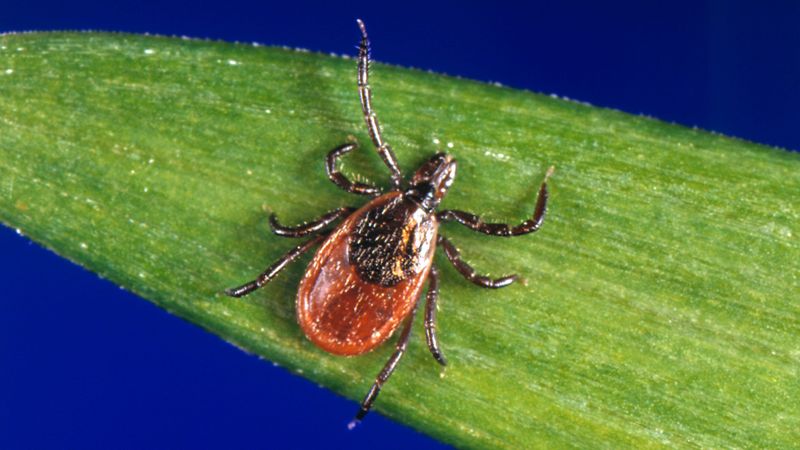 Rosemary Has No Proven Tick-Repellent Perimeter