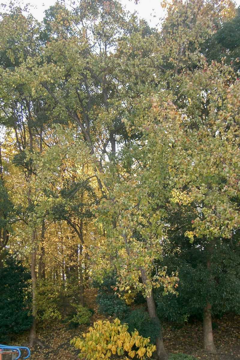 How Tallow Changes Native Habitat