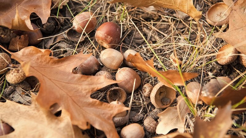 What 10,000 Acorns Really Means