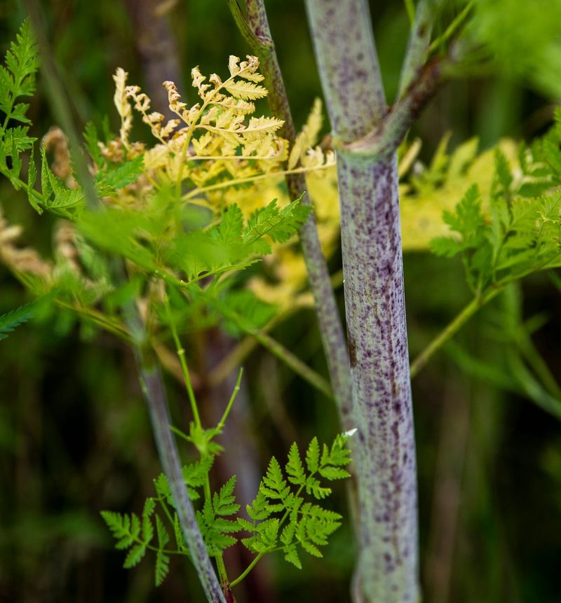 Remove a Suspected Plant Carefully