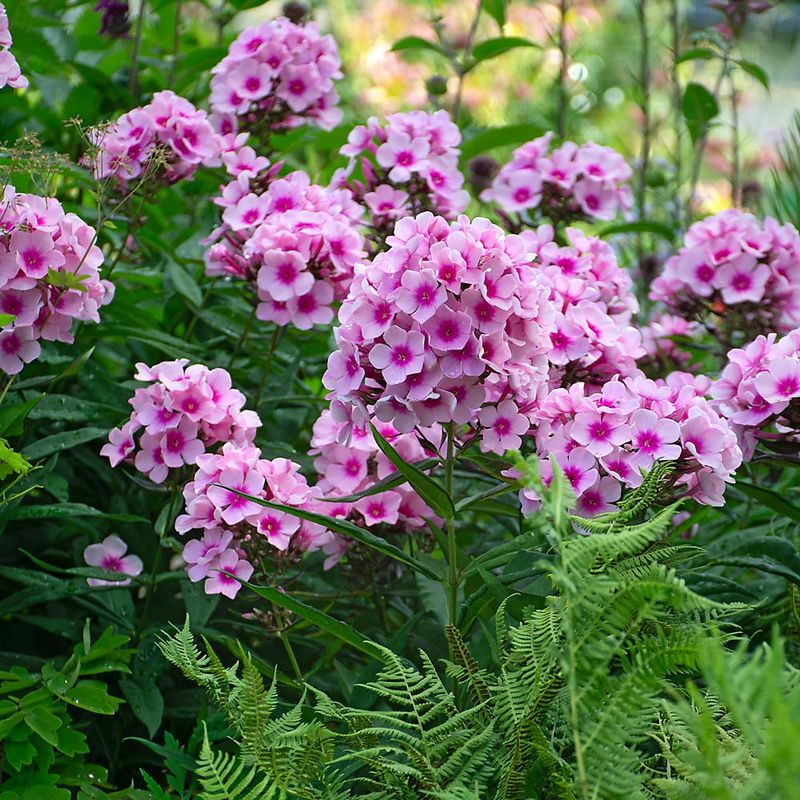 Garden Phlox Illuminates The Night Buffet