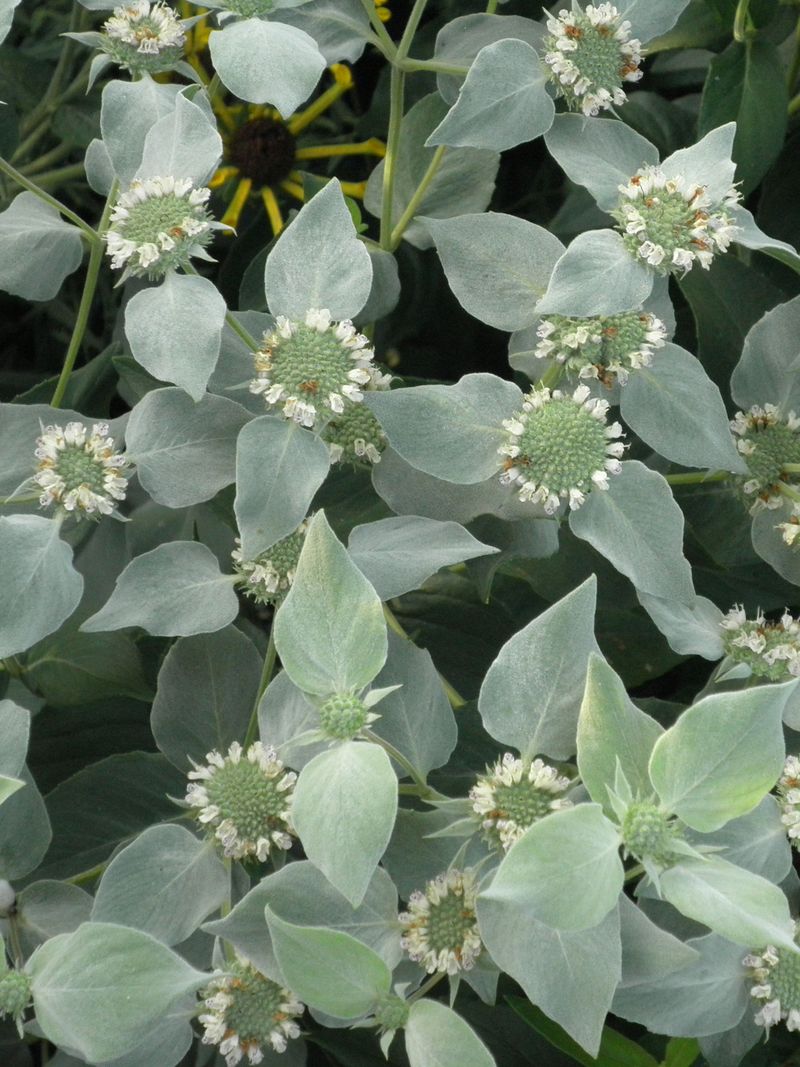 Mountain Mint Builds A Wall Of Scent