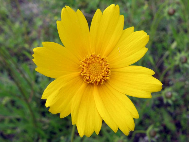 Coreopsis Blooms Nonstop On Almost Nothing