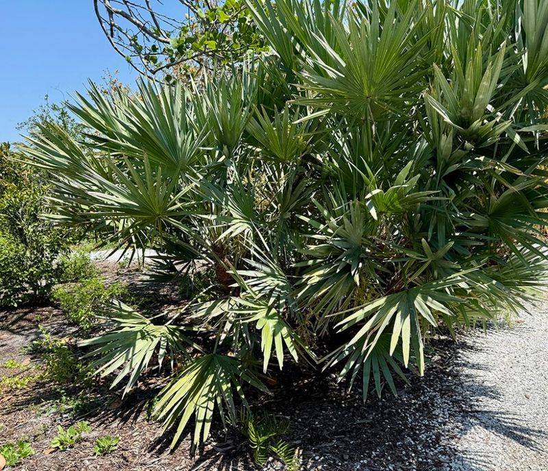 Saw Palmetto Offers Rugged Beauty And A Bold Flavor