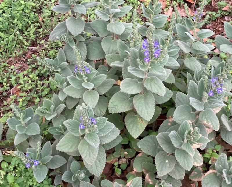 Heartleaf Skullcap Spreads A Groundcover Of Blue Charm