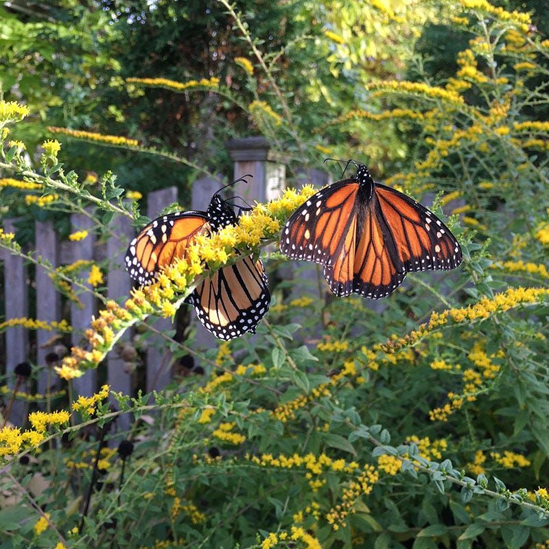 Fireworks Goldenrod Creates Explosive Fall Fill