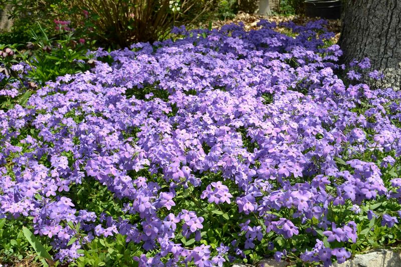 Creeping Phlox Drapes Color Over Bare Ground