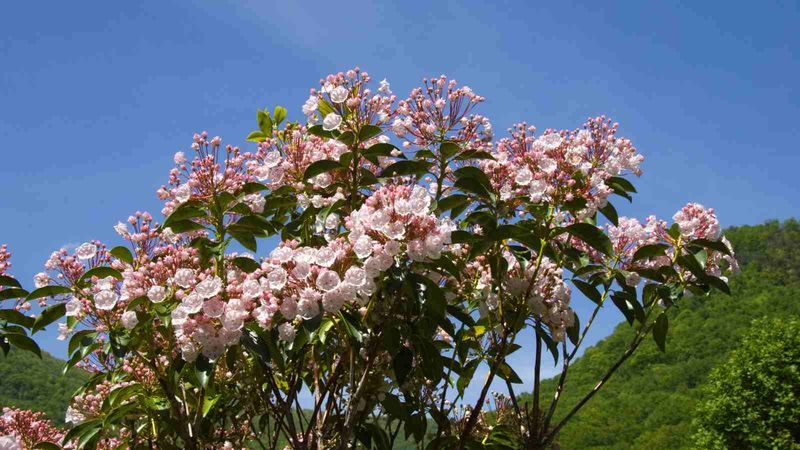 Mountain Laurel Builds The Upper Story