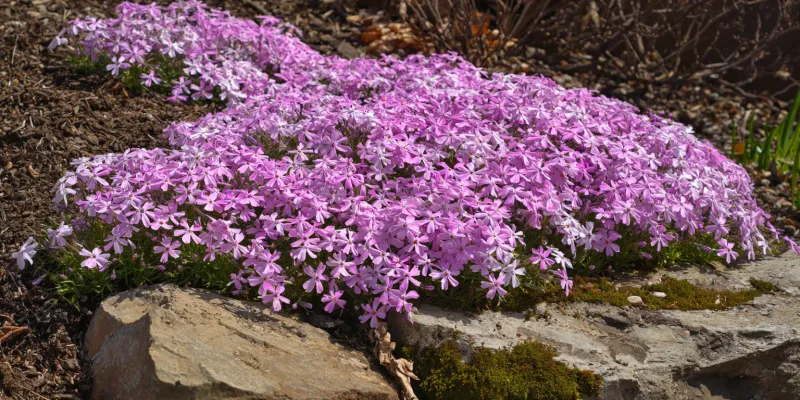 Moss Phlox Blankets A Sunny Slope You Cannot Safely Mow