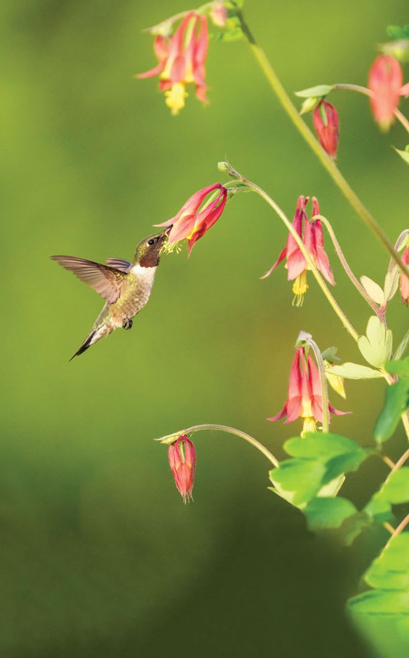 Wild Columbine Dangles Red Lanterns Where Little Else Blooms