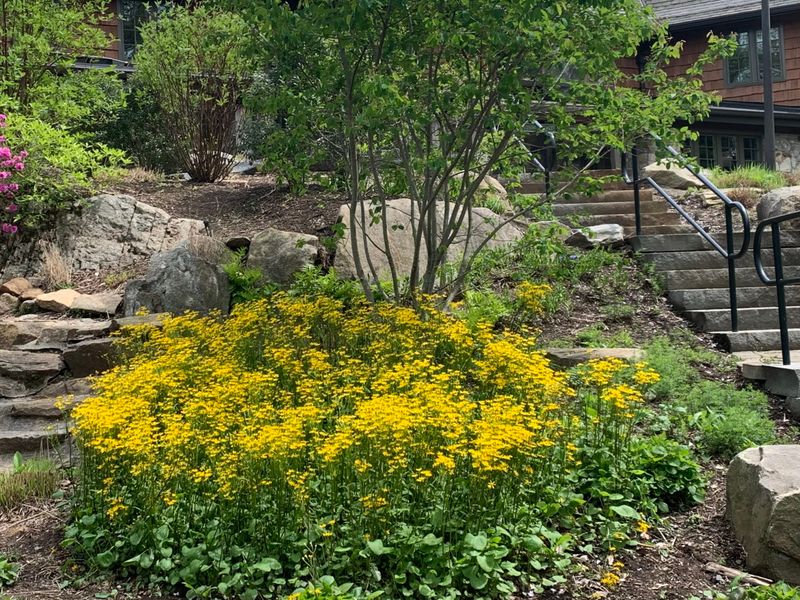 Golden Ragwort Brings Brilliant Spring Color