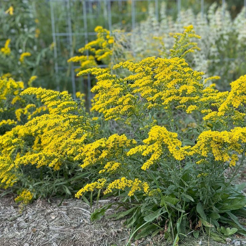 Goldenrods Are Garden Gold For Tough Sites