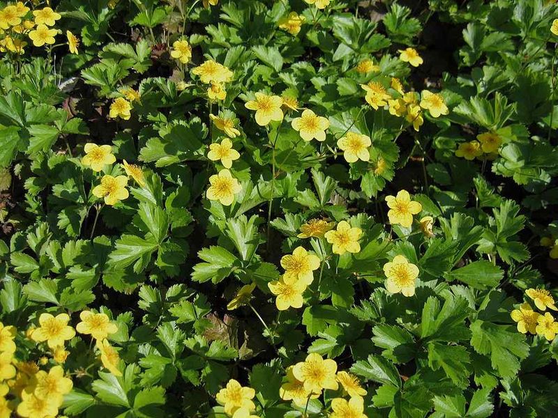 Barren Strawberry Stays Evergreen And Nearly Bulletproof