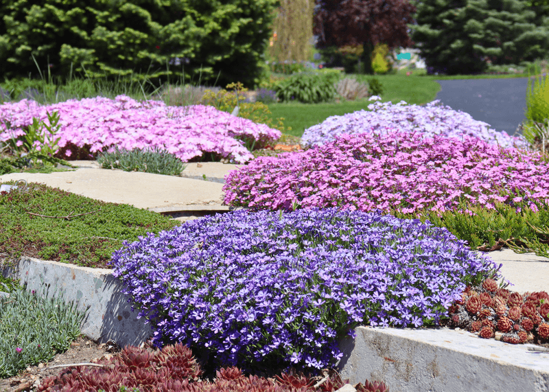Creeping And Moss Phlox Blanket Spring In Color