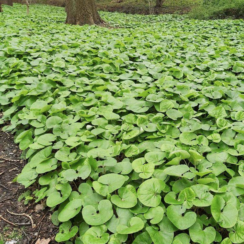 Wild Ginger Blankets Shady Spots With Heart-Shaped Leaves