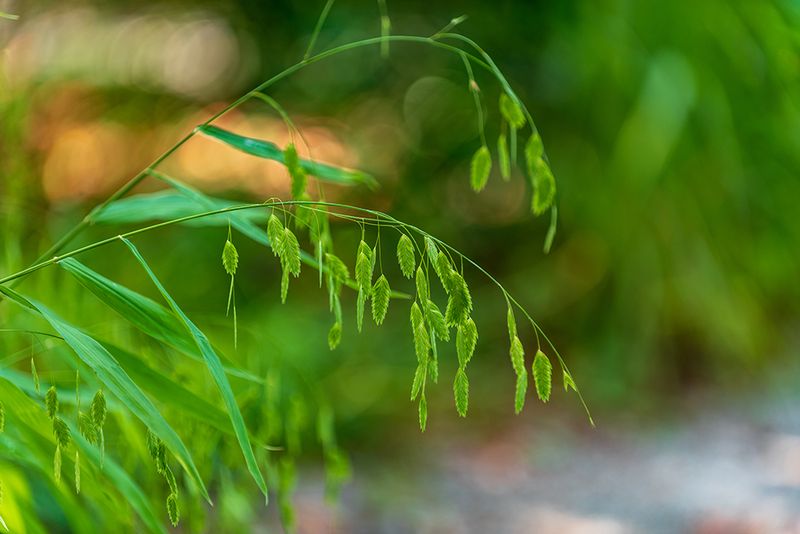 River Oats Adds Texture And Strengthens Wet Sites
