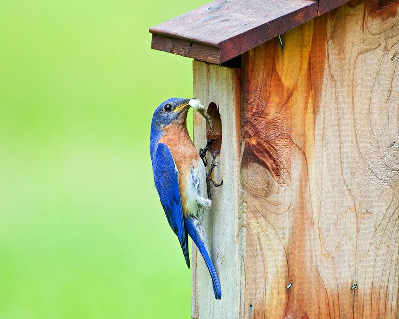 Eastern Bluebirds Work Your Lawn All Summer