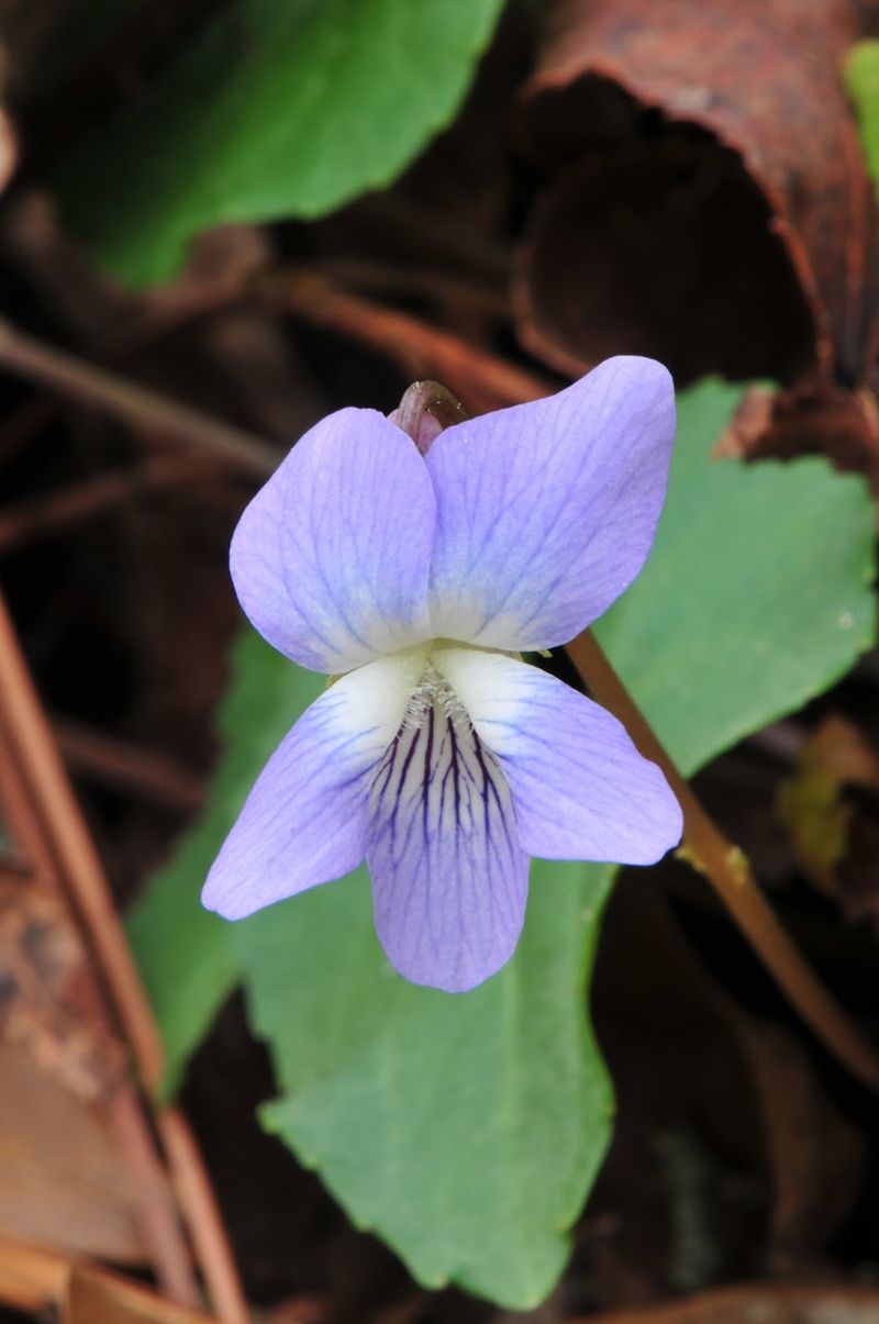 Shade And Moisture Can Give Violets An Edge