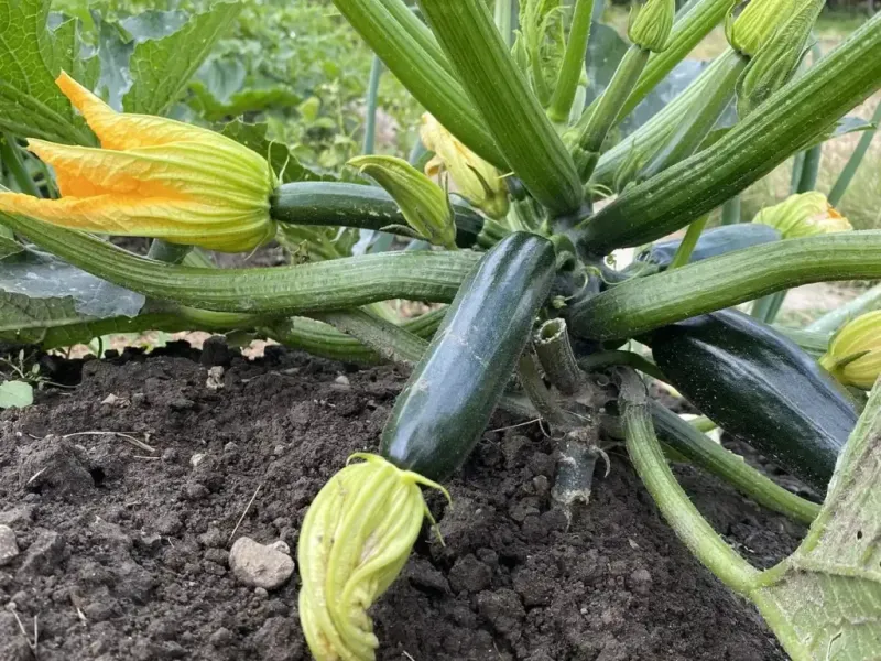 Use a Simple Check Before Adding More Fertilizer