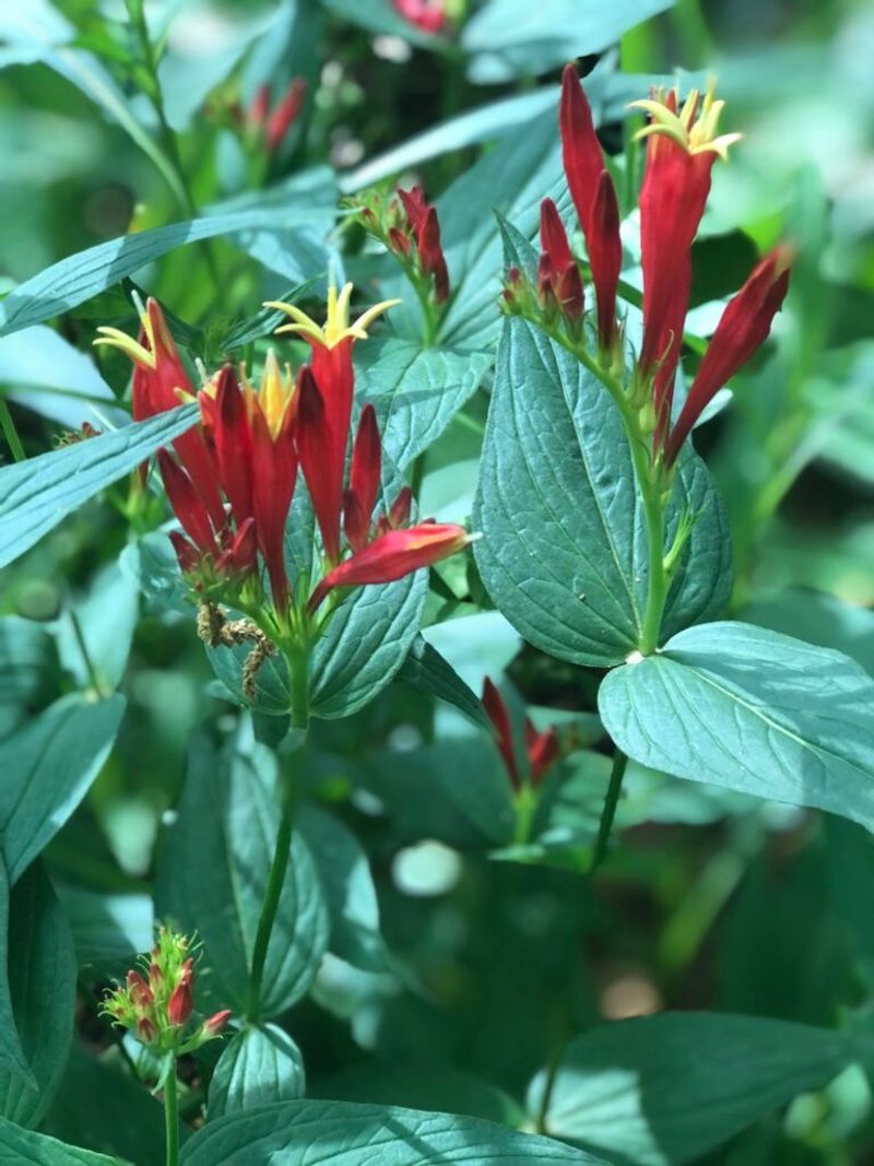 Deep Roots Natives Cultivates Piedmont Ecosystems