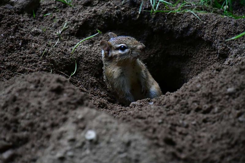 A Chipmunk’s Diet Can Help and Complicate a Yard